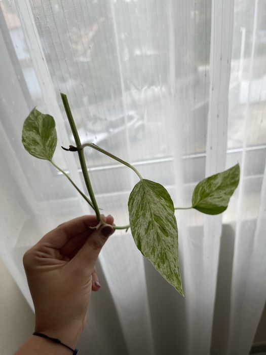 Epipremnum Pinnatum Marble Variegata
