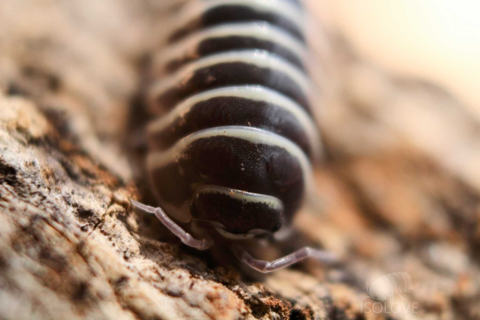 Armadillidium maculatum, równonogi zebra, isopoda, prosionki, kulanki