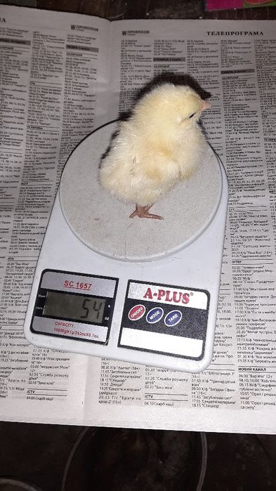 Курчата бройлера