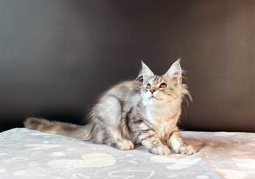 Kotka Maine Coon srebrzysta szylkretka FPL/FIFe gotowa do odbioru