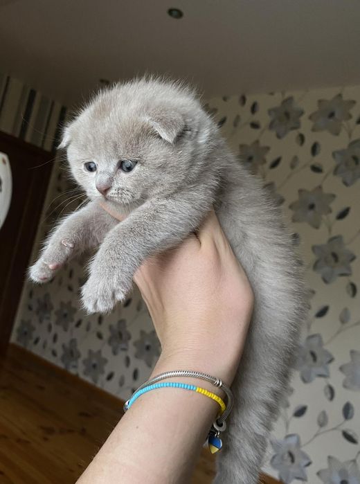 Шотландський кіт для вязки