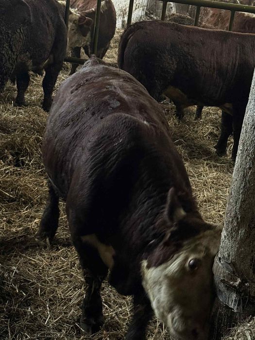 Byki Hereford Rozpłodniki