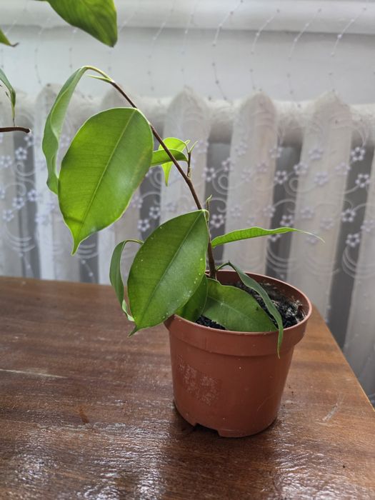 Фікус 100 гривень