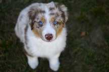 Amerykański Owczarek Miniaturowy FCI - Leo piesek red merle