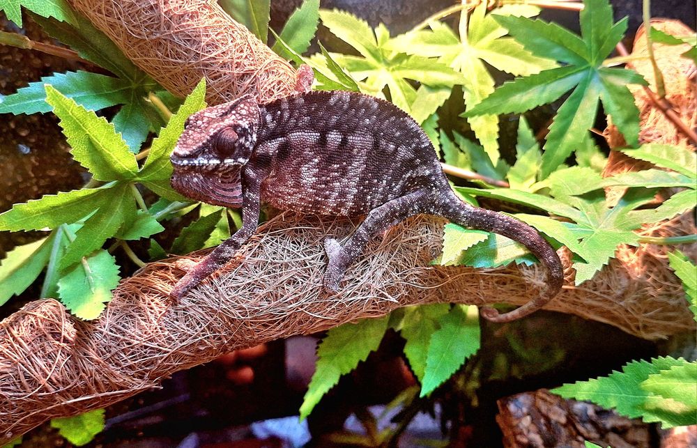 Jaszczurki jaszczurka kameleon