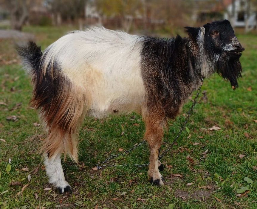 Козел породи Ламанча