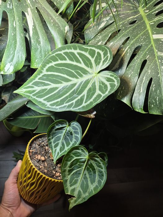 Anthurium ,,Silver Blush,,