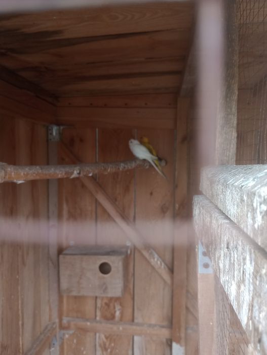 Aleksandretty. obrożne