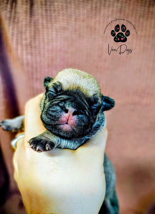 REZERWACJA Buldog francuski. Największy klusek z miotu ATOM