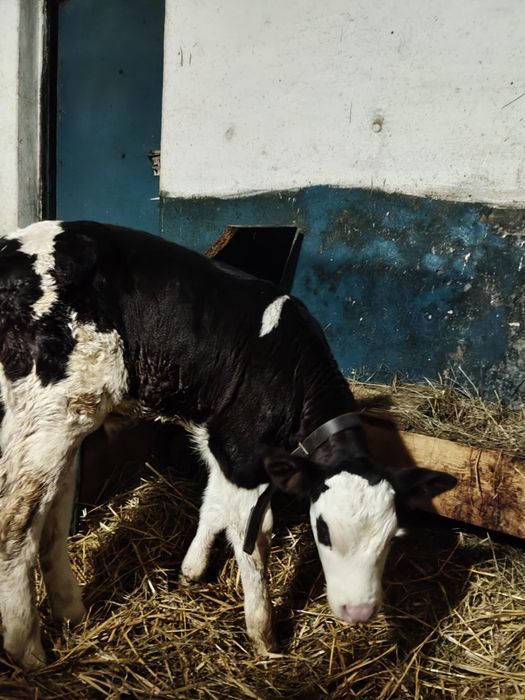 Sprzedam byczka simentale