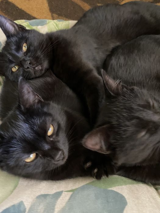 Кіт кішка кошенятя