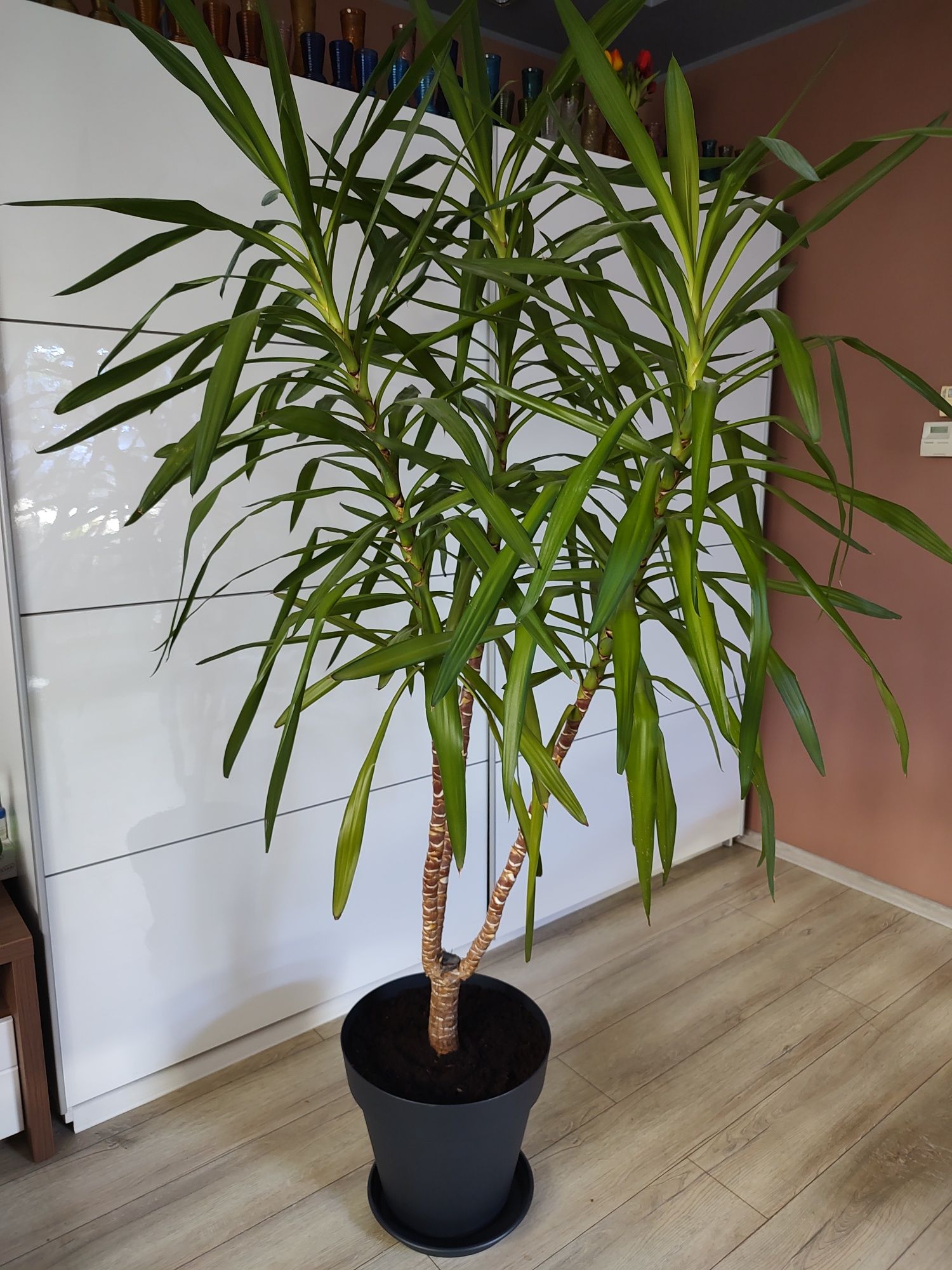 Juka Yuka Yuca Yucca domowa