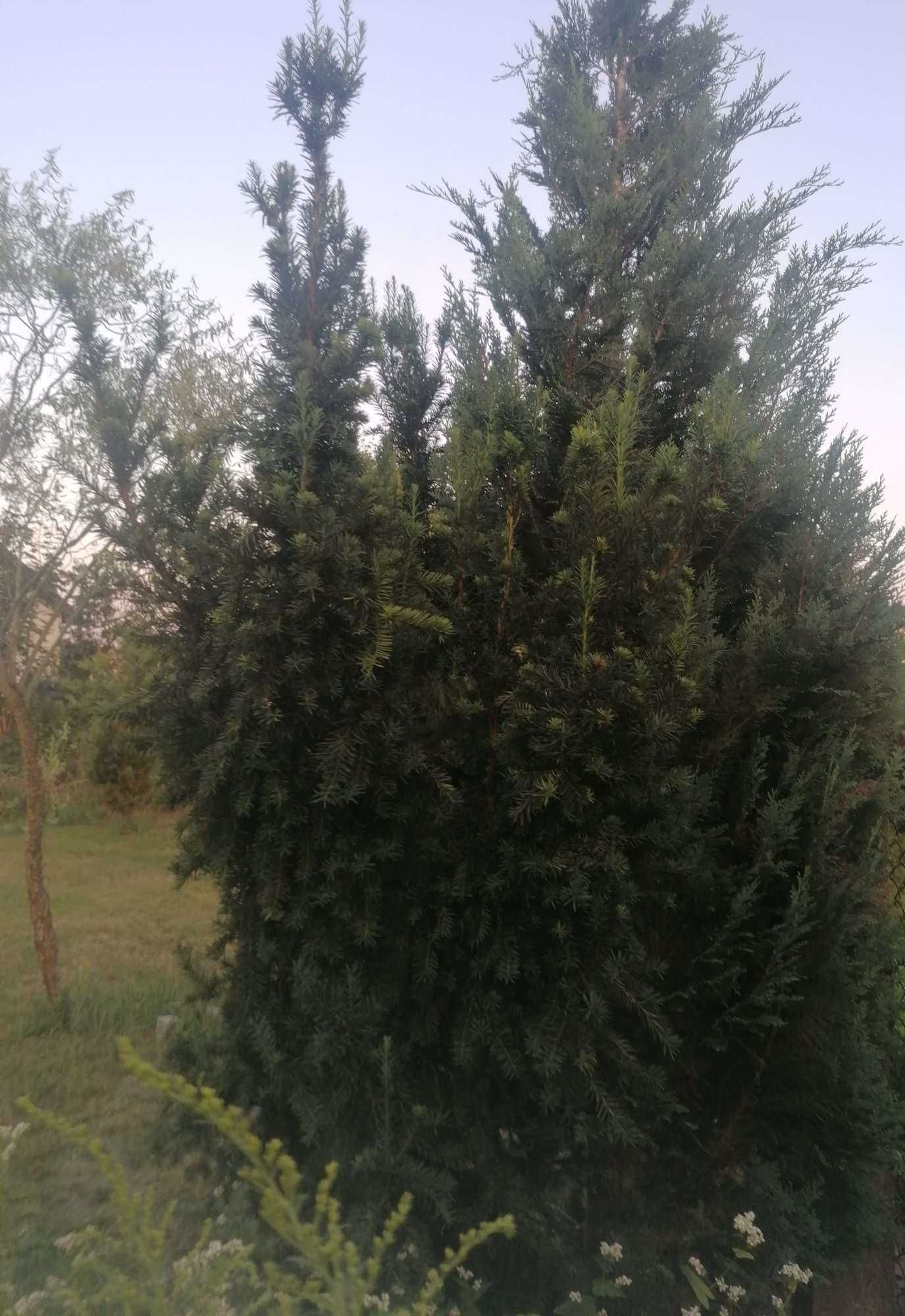 3 cyprysy wysokie