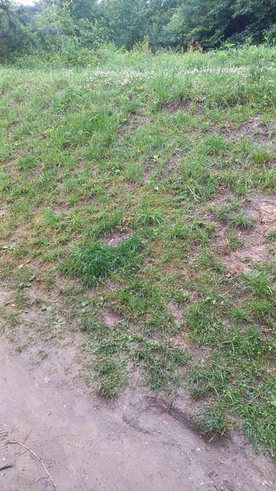 Oddam ziemię oddam ziemię