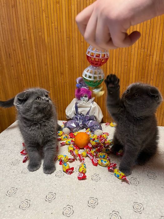 Котята британцы.