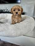 Cudowny Chłopczyk Maltipoo
