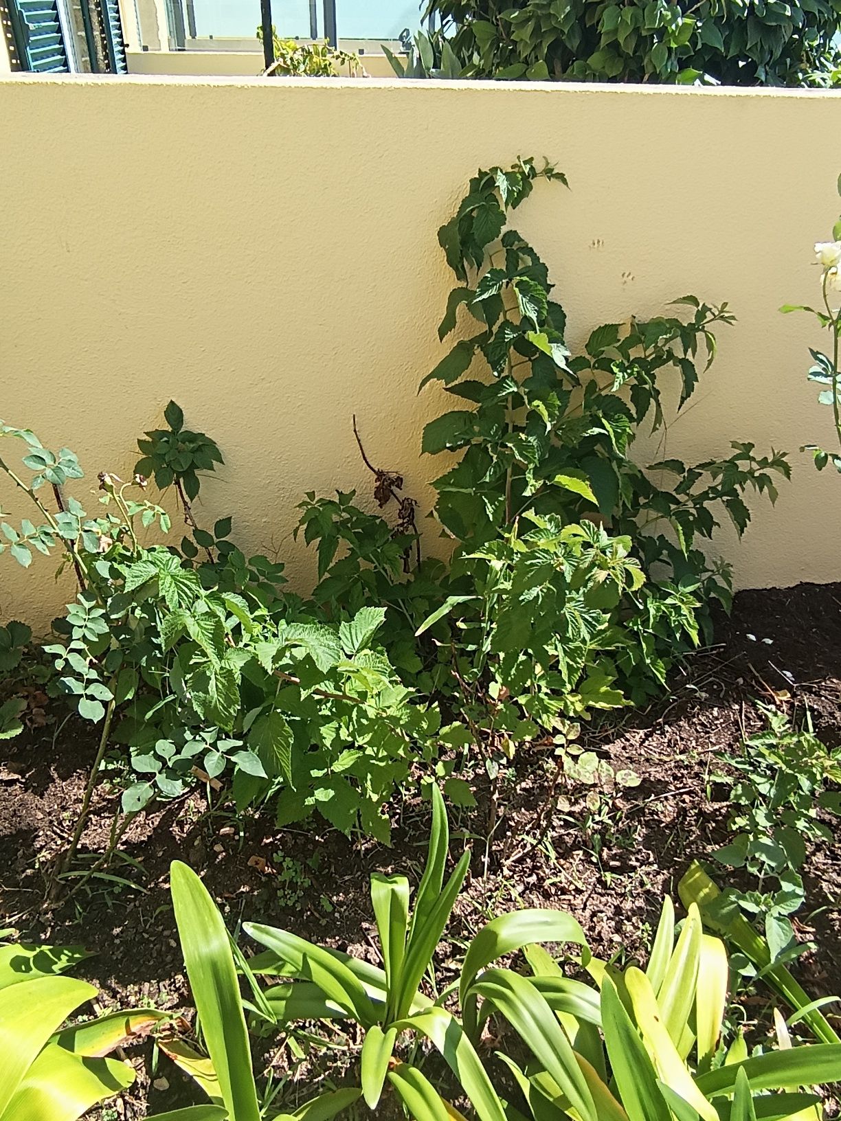 varias plantas .