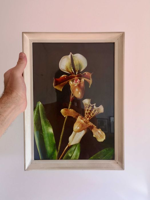 Quadro vintage com fotografia de botânica – orquídea Paphiopedilum