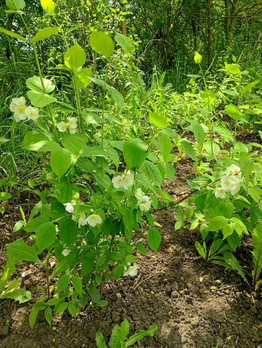 Квітучий жасмін садовий 110 см, декоративний кущ, чубушник