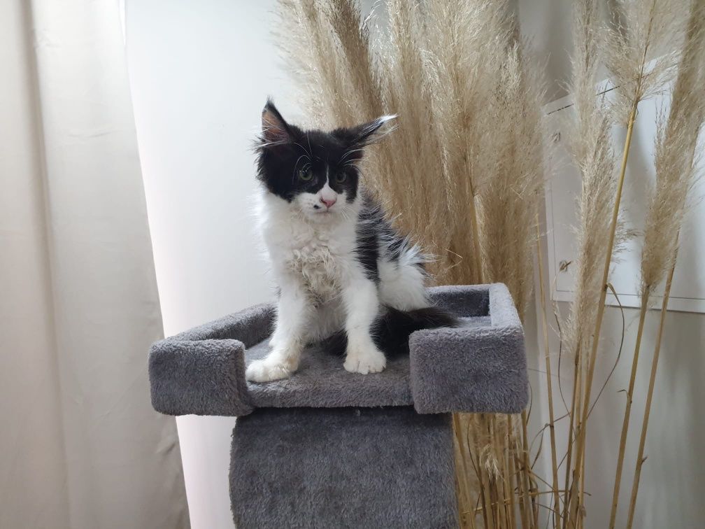 Maine coon fêmea com Lop