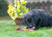 Elitarny piesek Labrador Retriever!