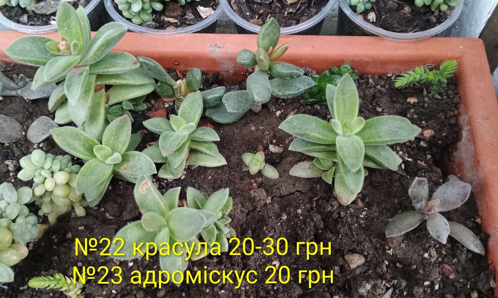 Сукуленти. Красула. Седум. Каланхоє. Алоє. Сансевієрія.