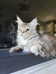 Opium srebrzysta szylkretka Maine Coon