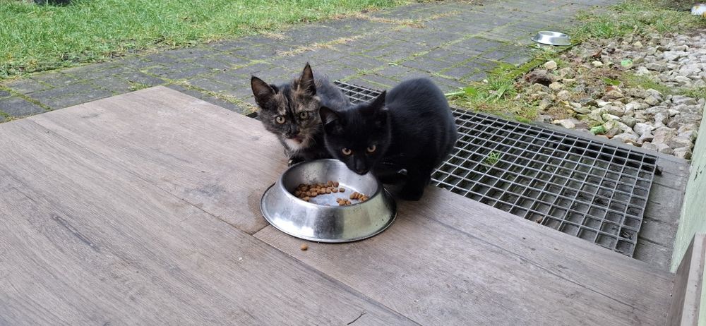 Oddam dwa kotki w dobre ręce