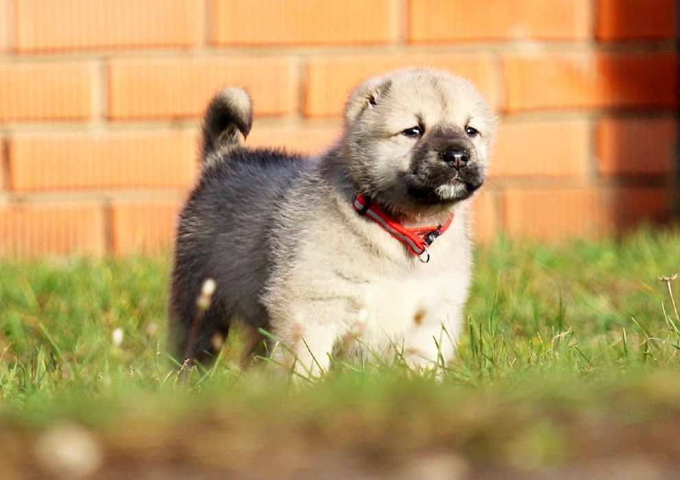 Дівчатка  -  кавказюлі.