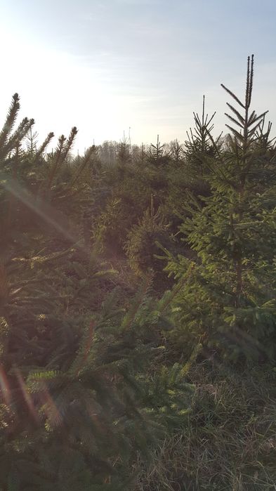 Choinki, srebrne i pospolite, plantacja