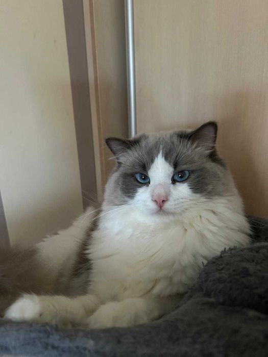 Puchaty kocurek bicolor rasy Ragdoll