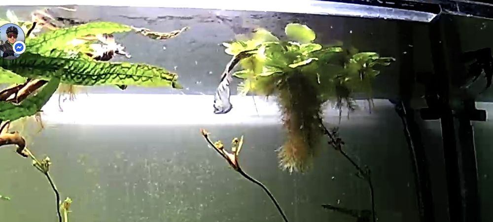 Rośliny pływające do akearium