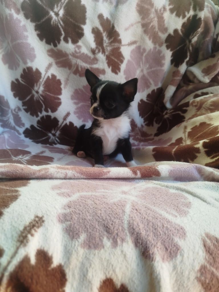 Suczka  Chihuahua