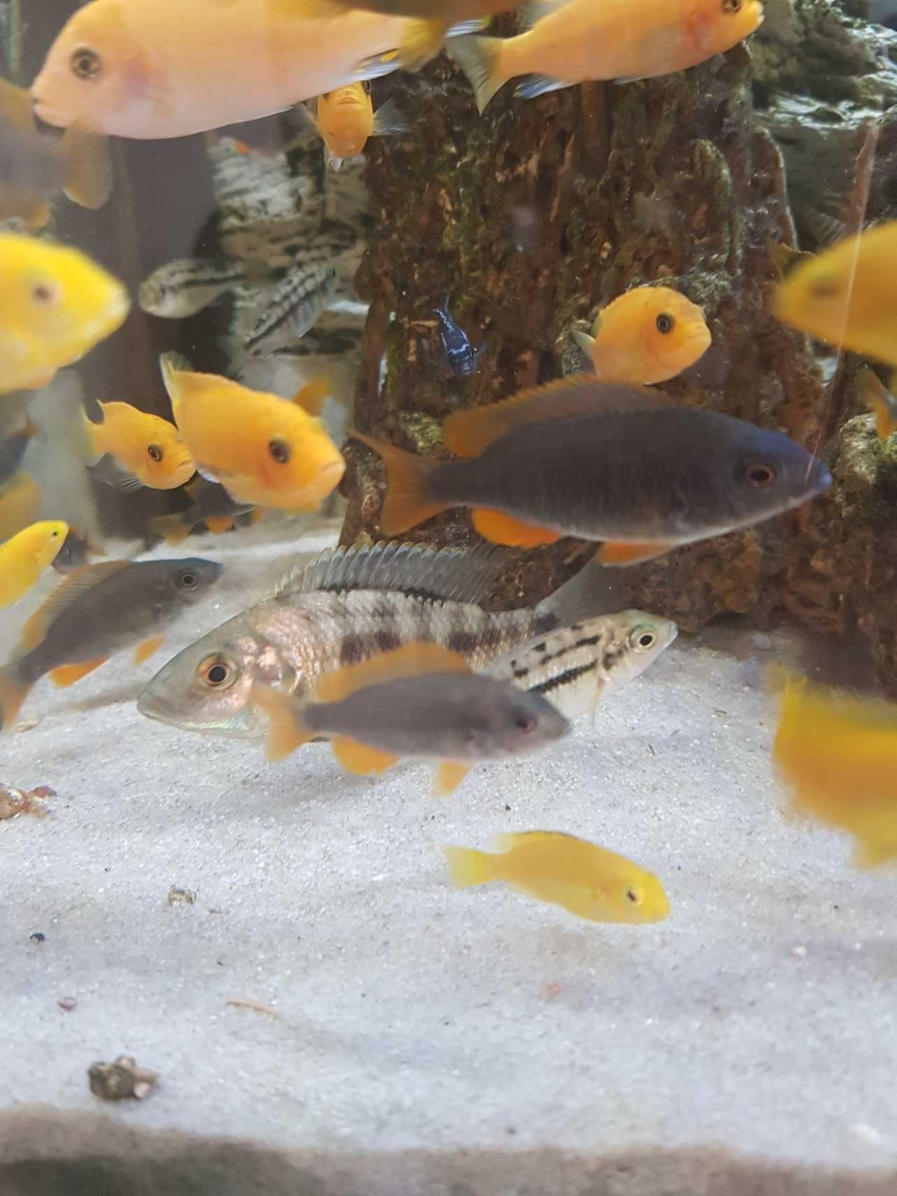 Pyszczak Borleya, pyszczaki Copadichromis borleyi, stado