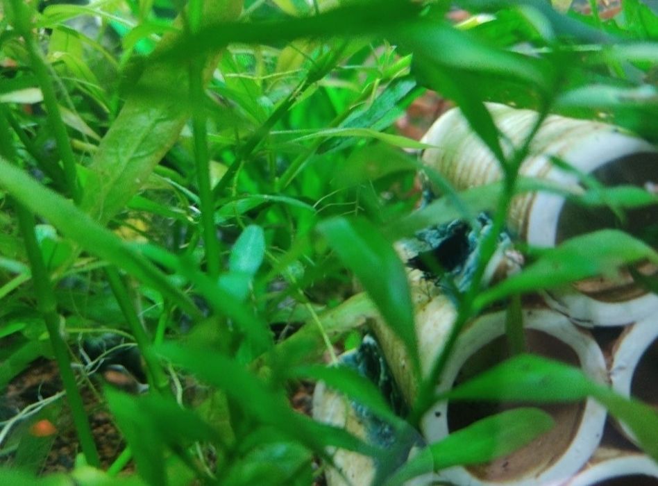 Креветки блюдрім