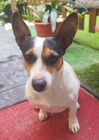 Jack Russell Terrier