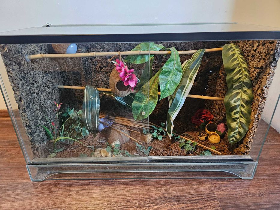 Duże Terrarium szklane z tłem korkowym i wyposażeniem dla Gekona Węża