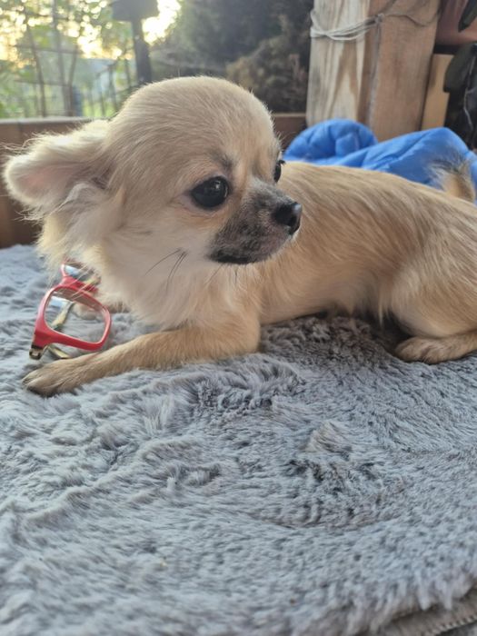 Chihuahua długowłosa suczka ZKwP FCI