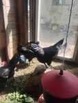 Sprzedam kury Ayem Cemani