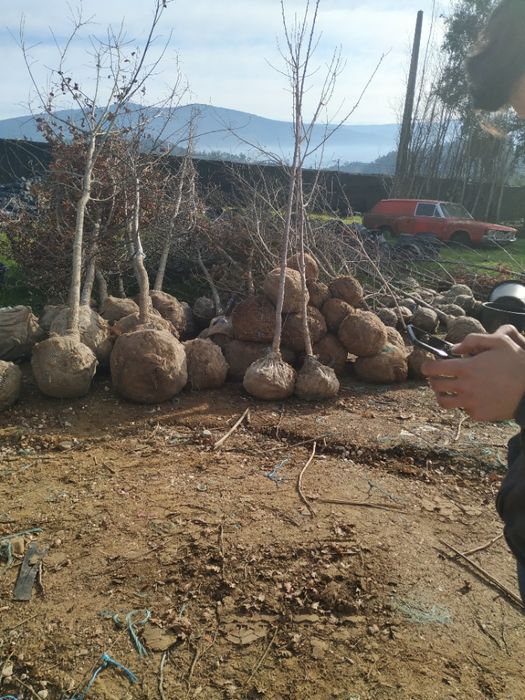 Serapilheira em rolos para jardinagem e viveiros de plantas