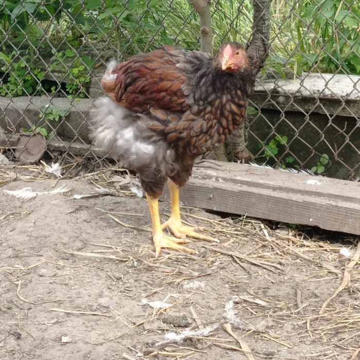 Півники віандот золото окамлені