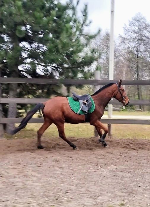 Młody, grzeczny wałach