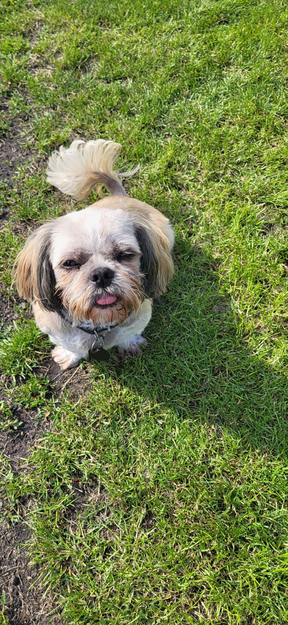 Szczeniak shihtzu