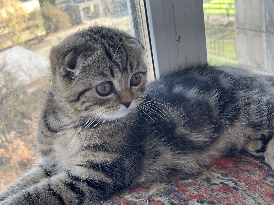 Привита! Большеглазая красотка!