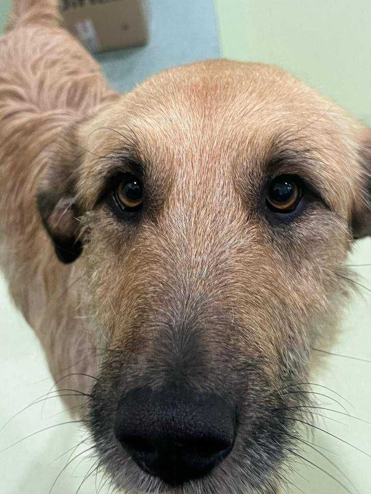 Rufus Para Adoção