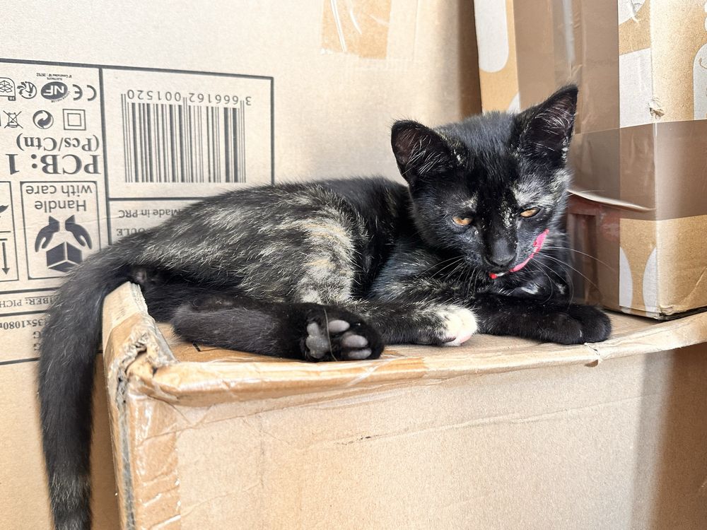 URGENTE ! Gatinhas 3 meses