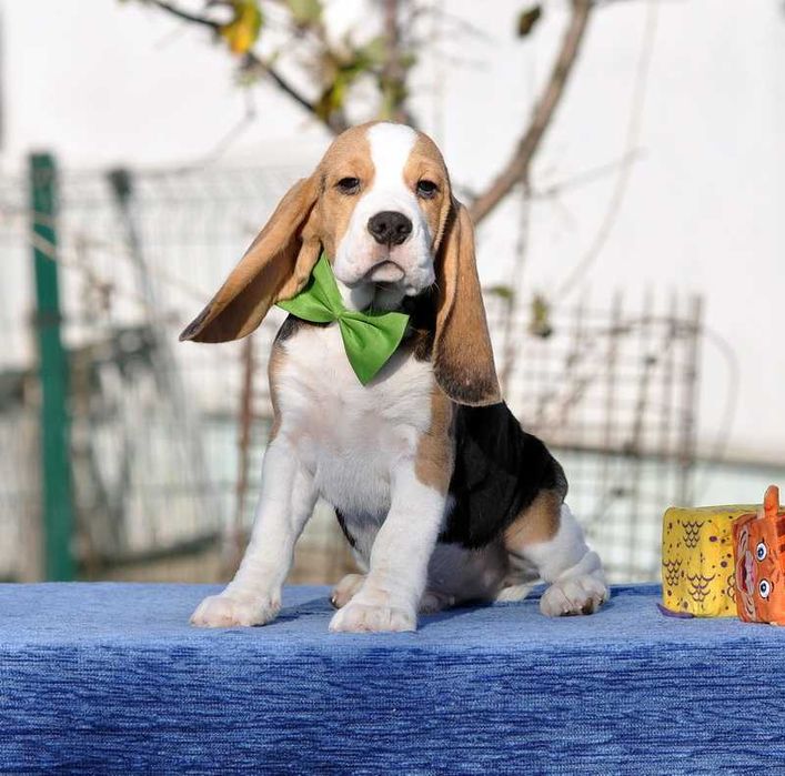 Ватсон, справжній джентльмен / цуценята бігля / щенки бигля