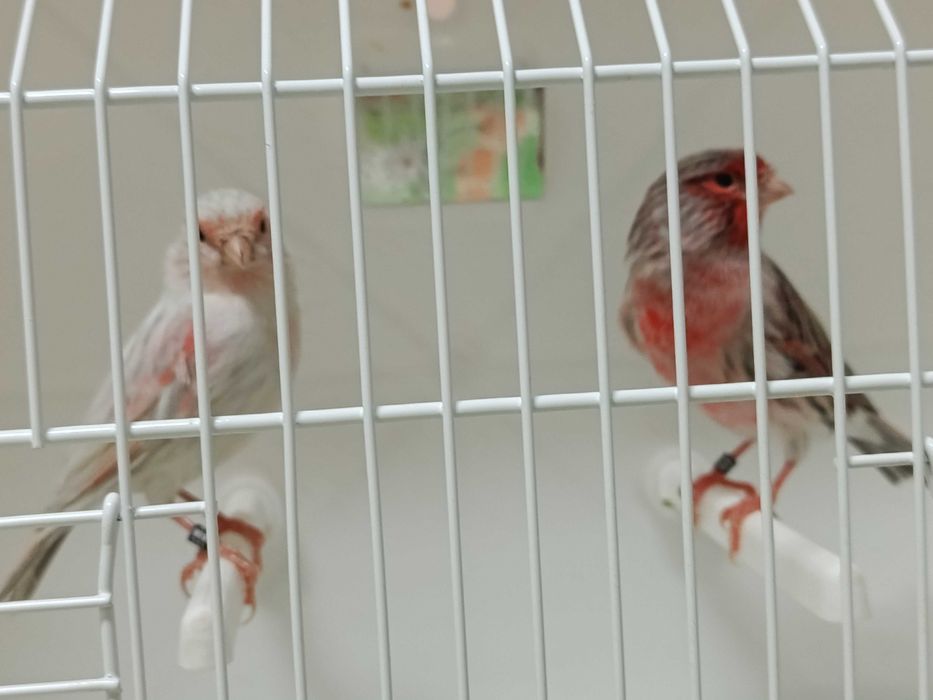 Canários ágatas opala vermelho mosaico