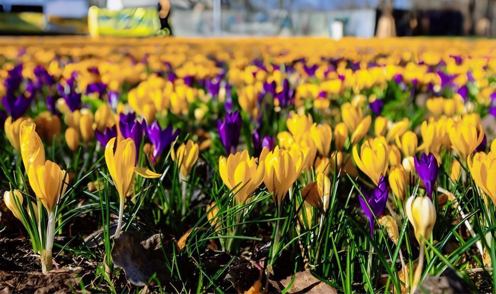 Cebulki KROKUSÓW mix kolorów KROKUS krokusy Kwiatów Kwiatowe