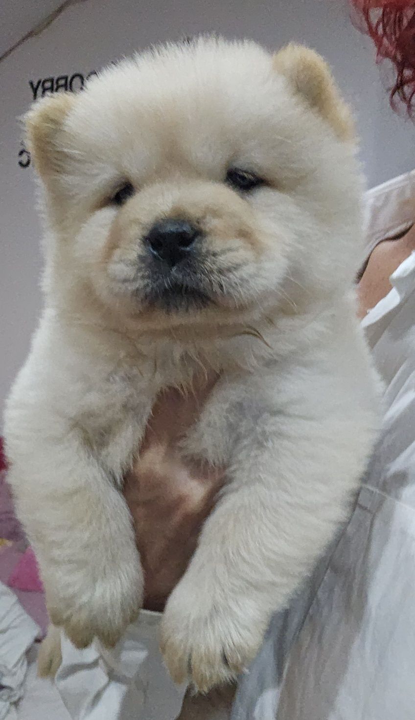 Samiec chow chow szczeniak